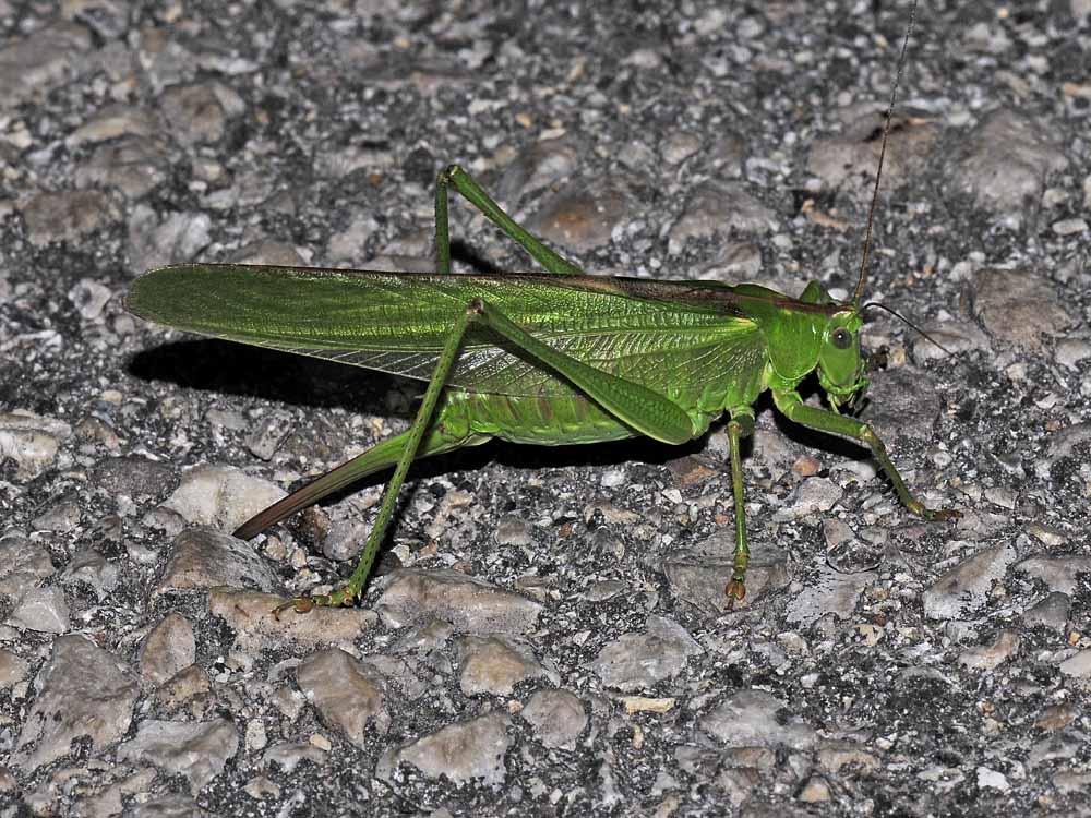 Tettigonia viridissima ed Eupholidoptera chabreri: deposiz.